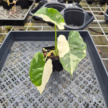 Load image into Gallery viewer, Alocasia Odora, Okinawa Silver, Exact Plant Variegated Ships Nationwide