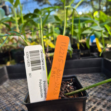 Load image into Gallery viewer, Philodendron Polypodoides, Exact Plant Ships Nationwide
