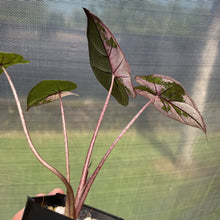 Load image into Gallery viewer, Alocasia Yucatan Princess Pink variegated exact plant, Fedex 2day*