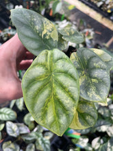 Load image into Gallery viewer, Alocasia Silver Dragon Aurea variegated 2.5" pot, Fedex 2day*