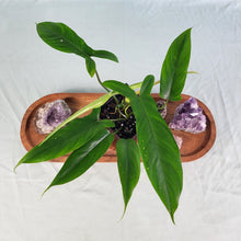 Load image into Gallery viewer, Philodendron 69686, Exact Plant