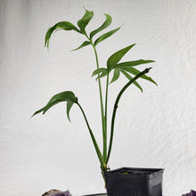 Load image into Gallery viewer, Monstera Subpinnata, Exact Plant