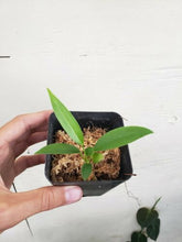Load image into Gallery viewer, Anthurium Bakeri 2.5" pot, Fedex 2day*