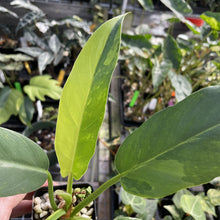 Load image into Gallery viewer, Philodendron Olympiad Pinnatifidum variegated exact plant, Fedex 2day*