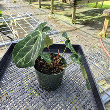 Load image into Gallery viewer, Anthurium Besseae AFF x Forgettii White Stripe, Exact Plant