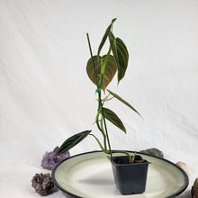 Load image into Gallery viewer, Philodendron Melanochrysum 2.5" pot, Fedex 2day*
