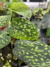 Load image into Gallery viewer, Scindapsus Snake Scale 2.5" pot, Fedex 2day*
