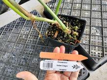 Load image into Gallery viewer, Philodendron Golden Dragon, Exact Plant Variegated Ships Nationwide