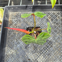 Load image into Gallery viewer, Philodendron Verrucosum Amazon Sunset, Exact Plant Ships Nationwide