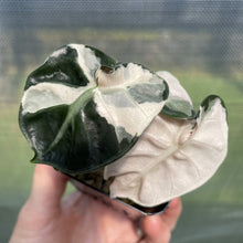 Load image into Gallery viewer, Alocasia Heart Balloon pink variegated exact plant, Fedex 2day*