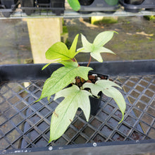 Load image into Gallery viewer, Philodendron Florida Ghost, Exact Plant Ships Nationwide
