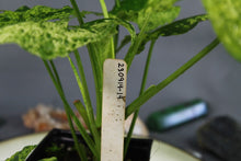 Load image into Gallery viewer, Variegated Syngonium Podophyllum Mojito, ships nationwide