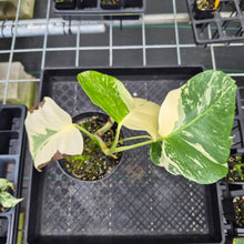 Load image into Gallery viewer, Monstera Borsigiana Albo Deliciosa, Exact Plant Variegated Ships Nationwide