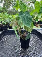 Load image into Gallery viewer, Philodendron Verrucosum Pseudoverrucosum Croat 2.5" pot, Fedex 2day*