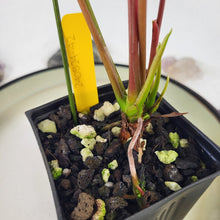 Load image into Gallery viewer, Anthurium Red Beauty, Exact Plant