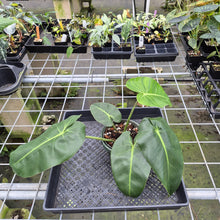 Load image into Gallery viewer, Philodendron Cordatum Kunth exact plant, Fedex 2day*