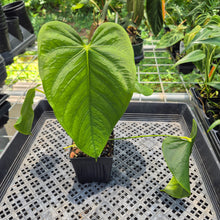Load image into Gallery viewer, Anthurium Warocqueanum x Noid exact plant, Fedex 2day*