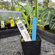 Load image into Gallery viewer, Monstera Burle Marx Flame, Exact Plant Ships Nationwide