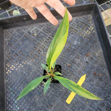 Load image into Gallery viewer, Philodendron Caramel Marble, Exact Plant Variegated Ships Nationwide