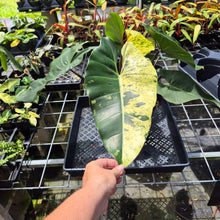 Load image into Gallery viewer, Philodendron Ilsemanii, Exact Plant Variegated Ships Nationwide