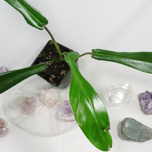 Load image into Gallery viewer, Philodendron Joepii, 2.5” pot, Fedex 2 day*