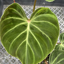 Load image into Gallery viewer, Philodendron Verrucosum Amazon Sunset exact plant, Fedex 2day*