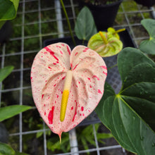 Load image into Gallery viewer, Anthurium Shibori, Exact Plant Variegated