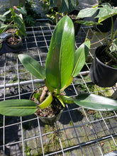 Load image into Gallery viewer, Philodendron Martianum Fat Boy, Exact Plant