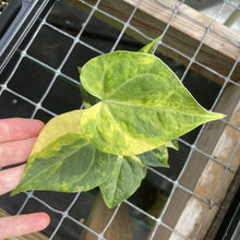 Load image into Gallery viewer, Anthurium Clarinervium Variegated exact plant, Fedex 2day*
