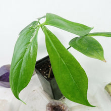 Load image into Gallery viewer, Anthurium Clavigerum. no shipping: ca,az,tx,la