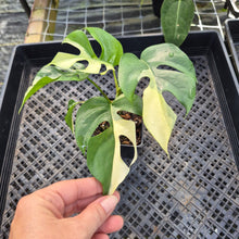 Load image into Gallery viewer, Rhaphidophora Tetrasperma Albo, Exact Plant Variegated Ships Nationwide