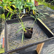 Load image into Gallery viewer, Philodendron Polypodoides, Exact Plant Ships Nationwide