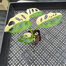 Load image into Gallery viewer, Monstera Adansonii Albo Tricolor Variegated exact plant, Fedex 2day*