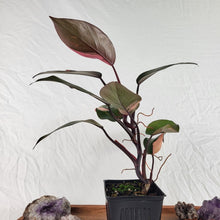 Load image into Gallery viewer, Philodendron Pink Princess Variegated 4" pot, Fedex 2 day*