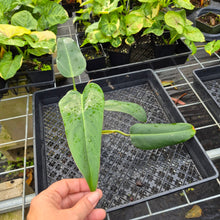 Load image into Gallery viewer, Philodendron Sagittifolium, Tuxtlanum Rubra 2.5" pot, Fedex 2day*
