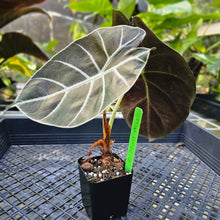 Load image into Gallery viewer, Alocasia Grandis, Exact Plant 2.5'' pot
