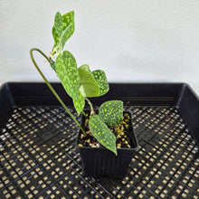 Load image into Gallery viewer, Scindapsus Snake Scale exact plant, Fedex 2day*