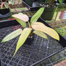 Load image into Gallery viewer, Philodendron Whipple Way, Exact Plant Variegated Ships Nationwide
