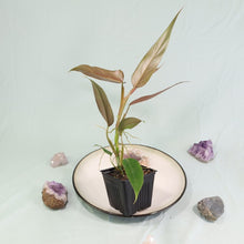Load image into Gallery viewer, Philodendron Mexicanum Shipped Nationwide