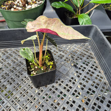 Load image into Gallery viewer, Alocasia Polly Mint Pink variegated 2.5" pot, Fedex 2day*