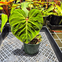 Load image into Gallery viewer, Philodendron Verrucosum Amazon Sunset, Exact Plant Ships Nationwide