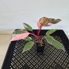 Load image into Gallery viewer, Philodendron Pink Princess Galaxy Variegated exact plant, Fedex 2day*