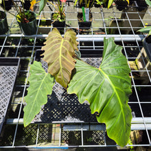 Load image into Gallery viewer, Philodendron Corsinianum exact plant, Fedex 2day*
