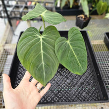 Load image into Gallery viewer, Philodendron Glorious 4" pot, Fedex 2day*