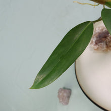 Load image into Gallery viewer, Philodendron Mexicanum Shipped Nationwide