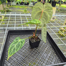 Load image into Gallery viewer, Anthurium Besseae Aff x Red Crystallinum, Exact Plant