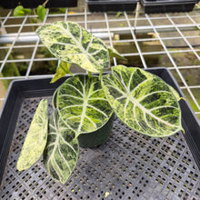 Load image into Gallery viewer, Alocasia Ninja Tricolor Splash, Black Velvet Variegated exact plant, Fedex 2day*