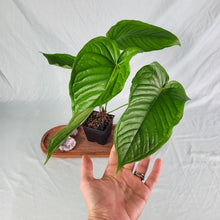Load image into Gallery viewer, Anthurium Propinquum 4" pot, Fedex 2day*
