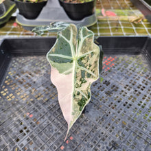 Load image into Gallery viewer, Alocasia polly snowflake variegated, Exact Plant Ships Nationwide.
