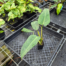 Load image into Gallery viewer, Philodendron Sagittifolium, Tuxtlanum Rubra 2.5" pot, Fedex 2day*
